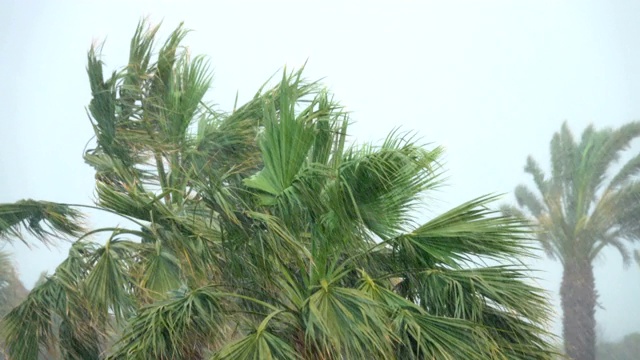 棕榈树在热带风暴的强风中摇曳。飓风暴雨。强热带风暴视频素材