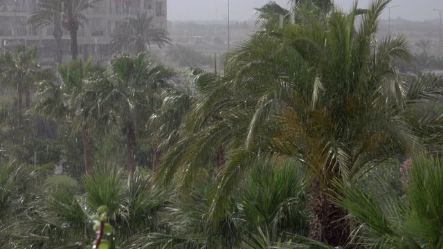 热带的风和雨落在绿色的棕榈树叶子上。飓风暴雨。旋风。热带暴雨在丛林中映衬着棕榈树。视频素材