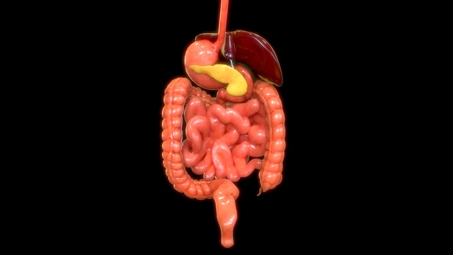 人体消化系统解剖学视频素材