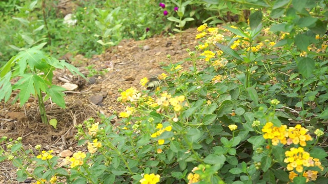 蝴蝶和花朵视频素材