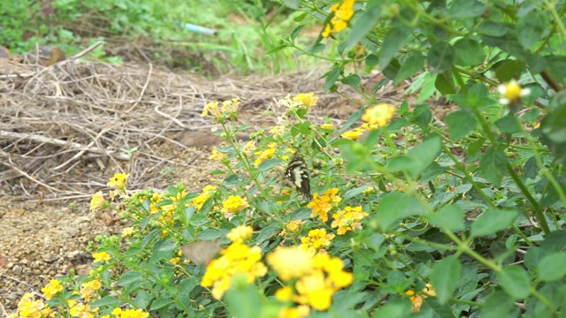 蝴蝶和花朵视频素材