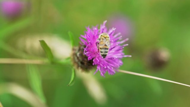 蜜蜂吃了紫蓟花就飞走了视频素材