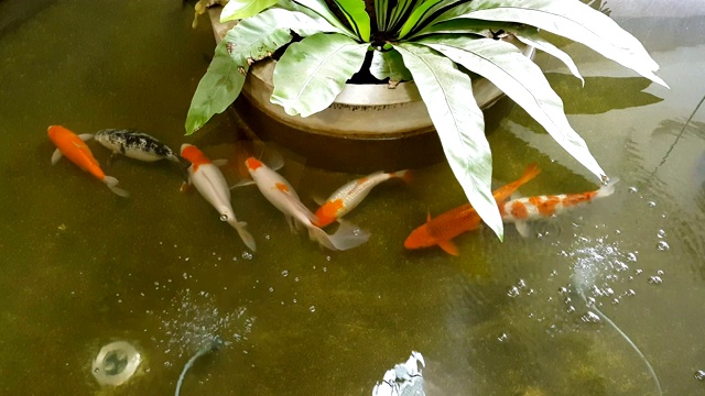 池塘里游着日本鲤鱼锦鲤视频素材