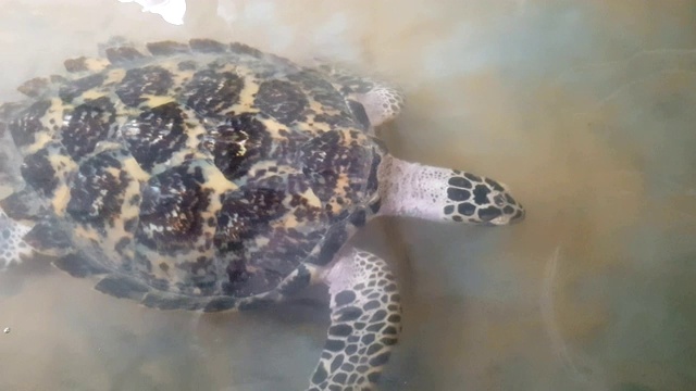 海龟在游泳池里游泳视频素材