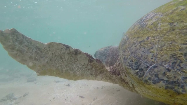 人类在喂一只在海里游泳的大海龟视频素材