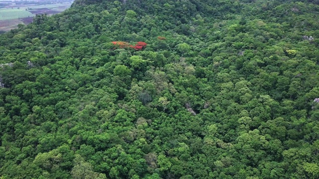 4k分辨率热带雨林鸟瞰图，丛林山地景观视频素材