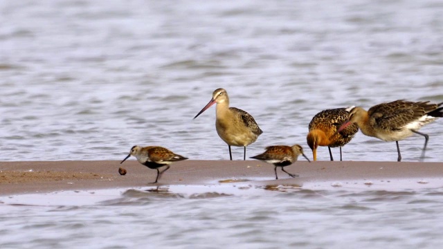 鸟类——斑尾Godwits (Limosa lapponica)和dunlins (Calidris alpina)在浅水中行走，寻找食物并吃掉它。视频素材