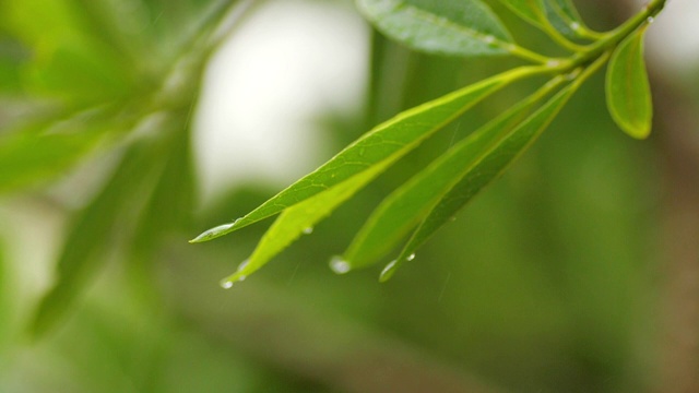 雨点落在绿叶上，慢镜头视频素材