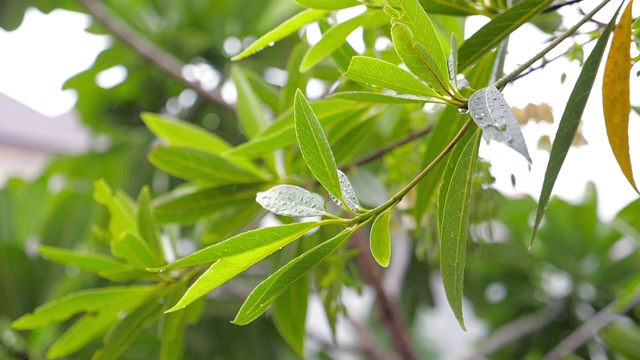 雨点落在绿叶上，慢镜头视频素材