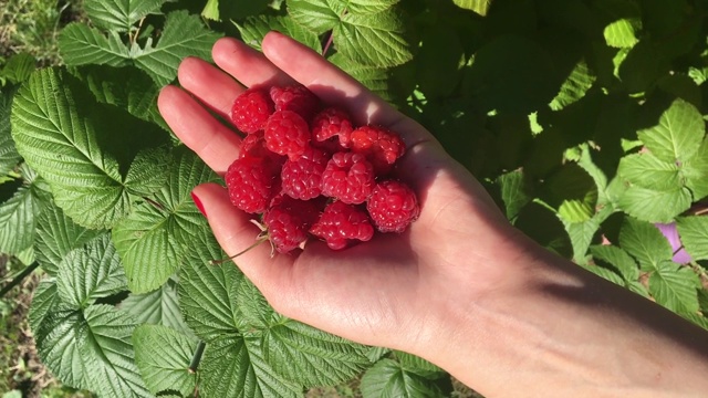 拿着覆盆子的年轻女子视频素材