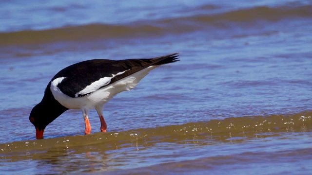 欧亚牡蛎捕鸟者(ostralegus Haematopus)在浅水中行走，寻找软体动物并吃掉它们。视频素材