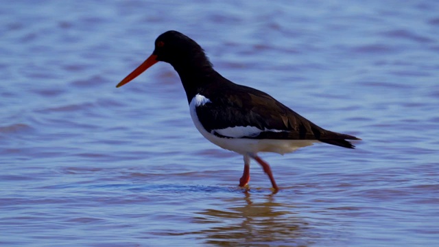 欧亚牡蛎捕鸟者(ostralegus Haematopus)在浅水中行走，寻找软体动物并吃掉它们。视频素材