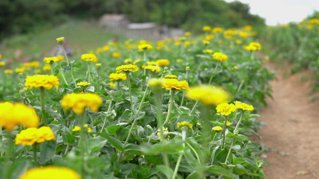 特写金盏花花。视频素材