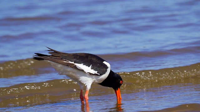 欧亚牡蛎捕鸟者(ostralegus Haematopus)在浅水中行走，寻找软体动物并吃掉它们。视频素材