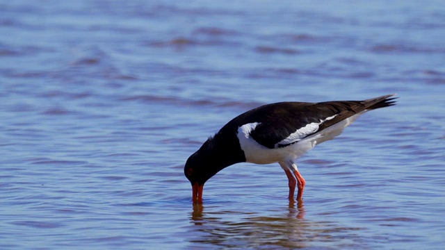 欧亚牡蛎捕鸟者(ostralegus Haematopus)在浅水中行走，寻找软体动物并吃掉它们。视频素材