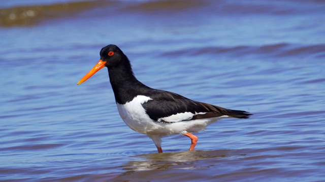 欧亚牡蛎捕鸟者(ostralegus Haematopus)在浅水中行走，寻找软体动物并吃掉它们。视频素材