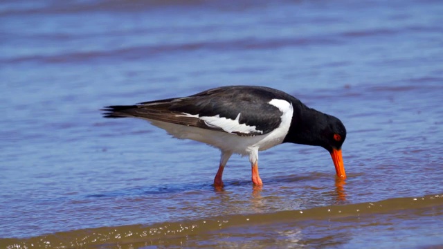 欧亚牡蛎捕鸟者(ostralegus Haematopus)在浅水中行走，寻找软体动物并吃掉它们。视频素材