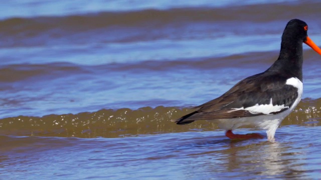 欧亚牡蛎捕鸟者(ostralegus Haematopus)在浅水中行走，寻找软体动物并吃掉它们。视频素材