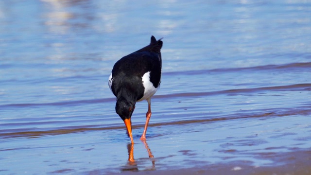 欧亚牡蛎捕鸟者(ostralegus Haematopus)在浅水中行走，寻找软体动物并吃掉它们。视频素材