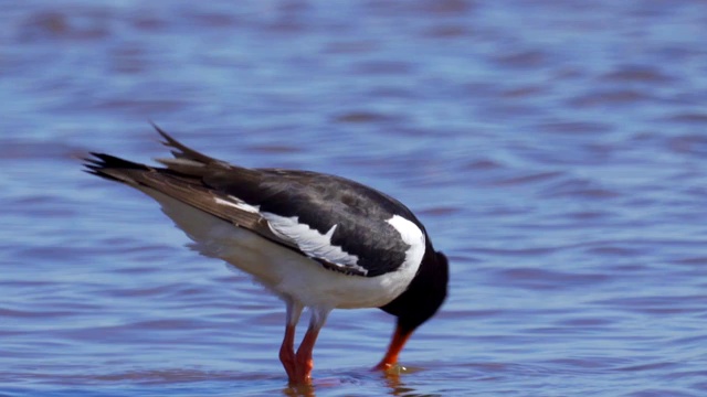 欧亚牡蛎捕鸟者(ostralegus Haematopus)在浅水中行走，寻找软体动物并吃掉它们。视频素材