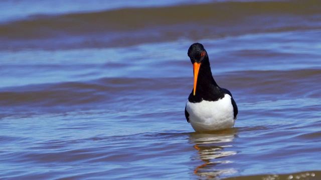 欧亚牡蛎捕鸟者(ostralegus Haematopus)在浅水中行走，寻找软体动物并吃掉它们。视频素材