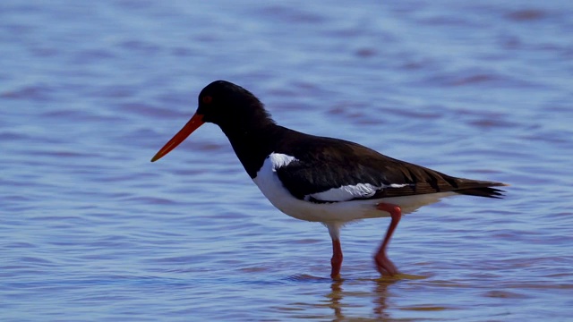 欧亚牡蛎捕鸟者(ostralegus Haematopus)在浅水中行走，寻找软体动物并吃掉它们。视频素材