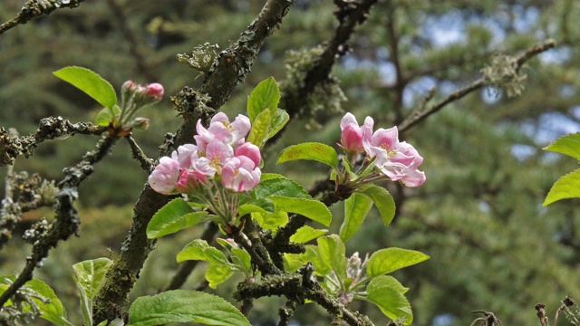 《花中的苹果树分枝》，法国诺曼底，慢镜头4K视频素材