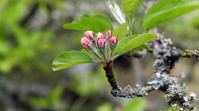 《花中的苹果树分枝》，法国诺曼底，慢镜头4K视频素材