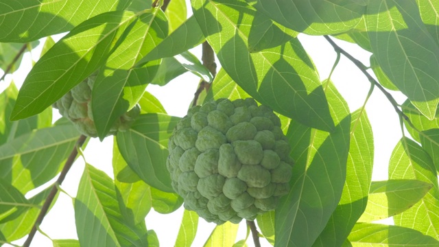 甜苹果，番荔枝，番荔枝，番荔枝。视频素材