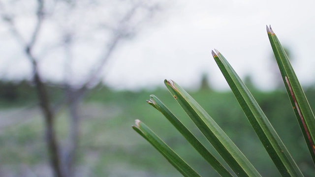 田野里的绿色植物。视频素材