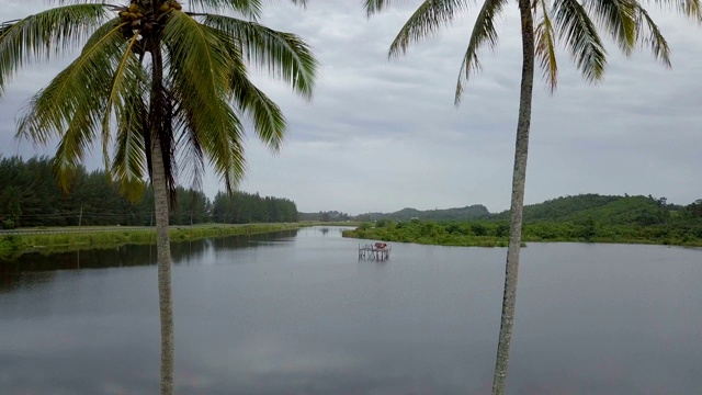 在椰子树间飞来飞去，露出湖中央的小屋视频素材