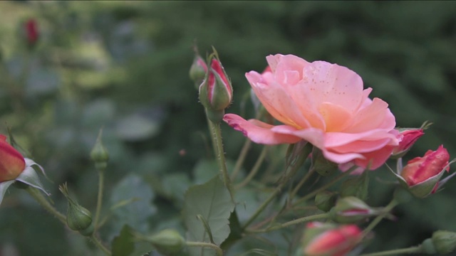 花园里盛开的玫瑰视频素材