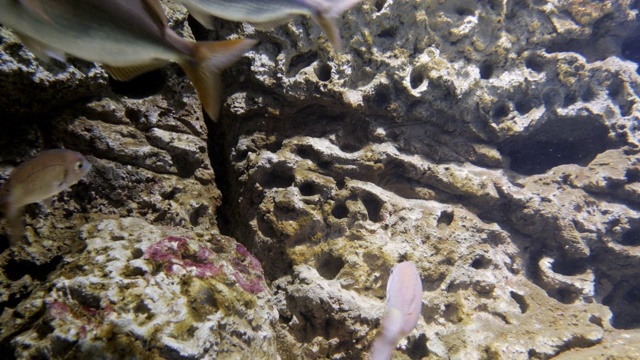 水族缸中生活着海洋鱼类视频素材