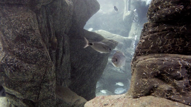 水族缸中生活着海洋鱼类视频素材