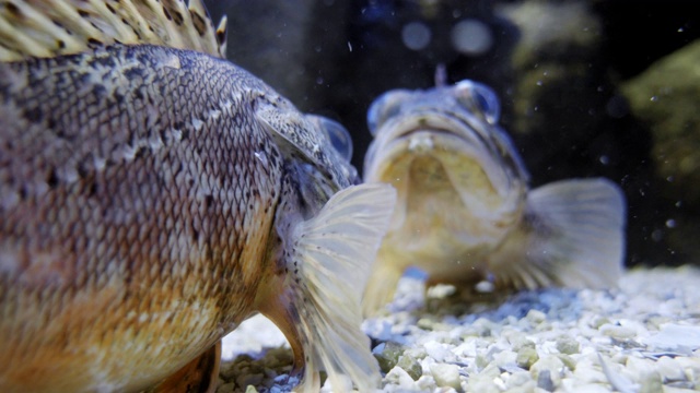 水族缸中生活着海洋鱼类视频素材