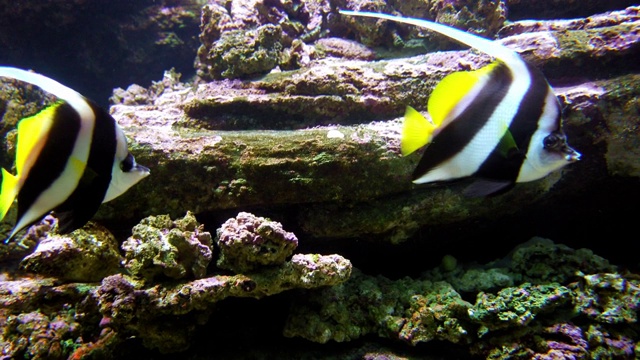 水族馆中的旗鱼视频素材