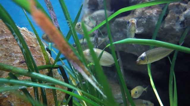 水族缸中生活着海洋鱼类视频素材