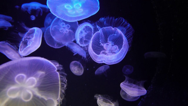 水母在水族馆视频素材