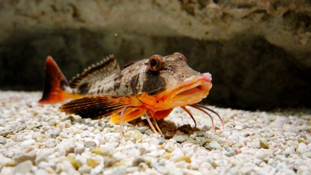 水族缸中生活着海洋鱼类视频素材