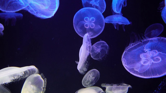 水母在水族馆视频素材