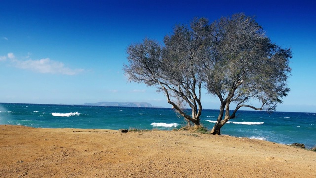 希腊克里特岛海岸的海景和树木视频素材