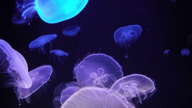 水母在水族馆视频素材