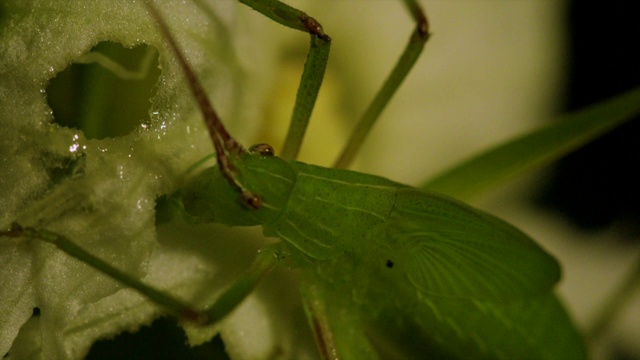 韩国江原道，卷叶蟋蟀(Prosopogryllacris japonica)吃蒙古蛇瓜花视频素材