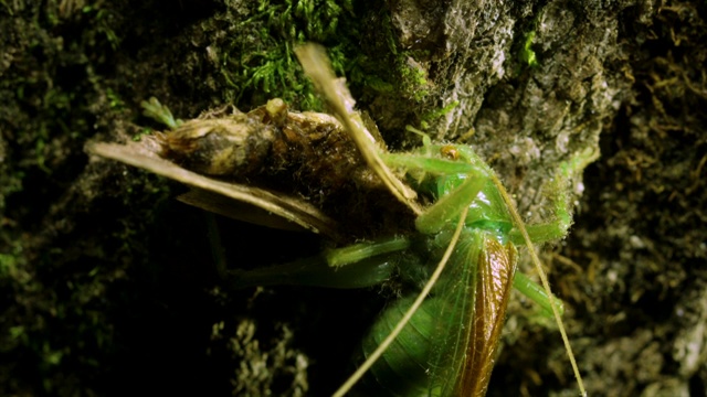 韩国江原道，一种卷叶蟋蟀(Prosopogryllacris japonica)正在吃它猎杀的蛾子视频素材