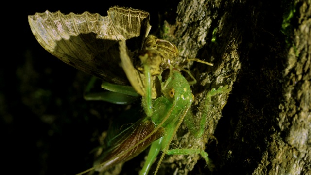 韩国江原道，一种卷叶蟋蟀(Prosopogryllacris japonica)正在吃它猎杀的蛾子视频素材