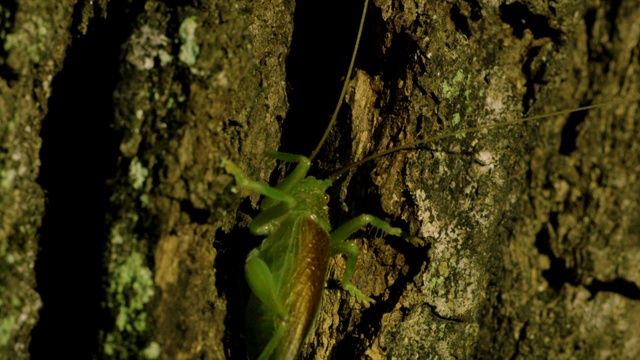 韩国江原道，日本卷叶蟋蟀(Prosopogryllacris japonica)躲避天敌的攻击视频素材