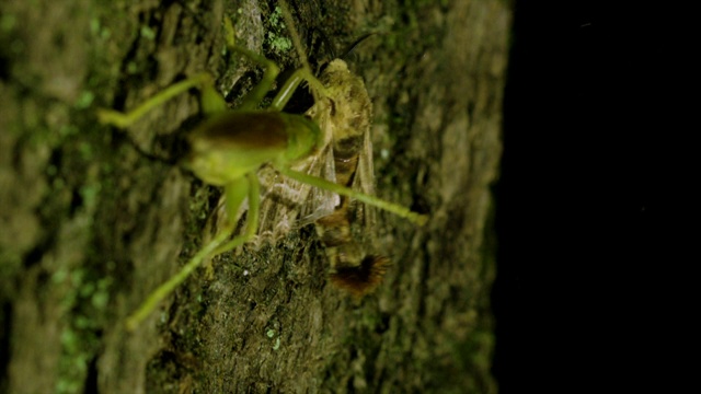 韩国江原道，卷叶蟋蟀(Prosopogryllacris japonica)攻击蛾类视频素材