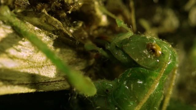 韩国江原道，一种卷叶蟋蟀(Prosopogryllacris japonica)正在吃它猎杀的蛾子视频素材