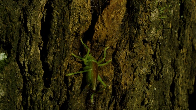 韩国江原道，日本卷叶蟋蟀(Prosopogryllacris japonica)爬树视频素材