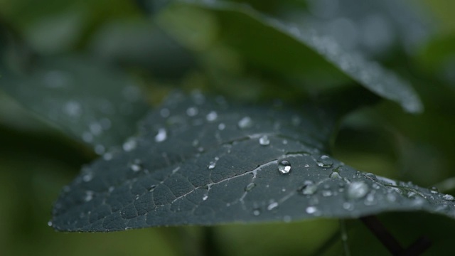 雨后的多汁植物视频素材